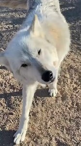 1.9K views · 118 reactions | Cute ❤ #wolves #wolfpack #wolves #wolf #wolvesofinstagram | We Love Wolves | Facebook