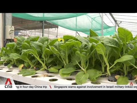 Local vegetable farms warn of up to 10% price hikes amid Iran war disruptions