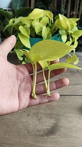 Neon Pothos Propagation 🌱 #potgos #gardening #garden #plants #reels #trendingreel #trendingreels #facebookviral #facebookreels #viralreels | Gardening Ideas