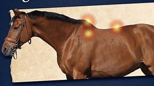 72K views · 262 reactions | COUNTY CUSTOM SADDLES! TAKE A TEST RIDE...