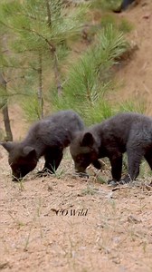 14K views · 346 reactions | Red foxes aren’t always red! The stunning silver fox is a melanistic form of the red fox—and this litter has not one, but two of them  #fox #redfox #wildlife #wildlifephotography #blackfox #colorado #fbreelsfypシ゚ #wildlifeaddicts #fyp #natgeo #wildanimals #reelkarofeelkaro #reelsforyouシ | Colorado Wild Photography | Facebook