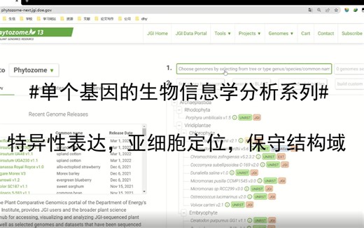 #单个基因的生物信息学分析-2#特异性表达，亚细胞定位，保守结构域！！！