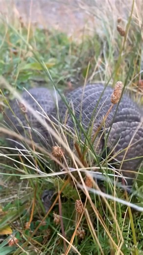 1.7K views · 69 reactions | THE SOUTHERNMOST ARMADILLO SPECIES IN THE...