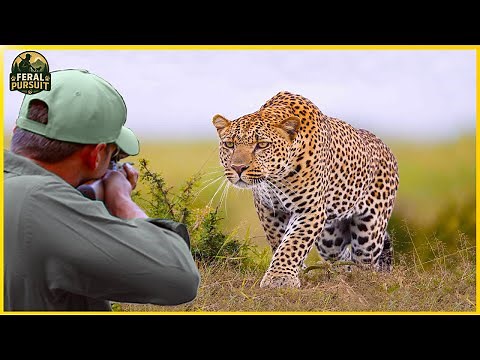 Leopard Crisis in Southern Ethiopia – Can Hunters Defeat the Silent Predator? | Invasive Species