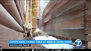 Coyote mom, litter of pups make den under Lake Tahoe home