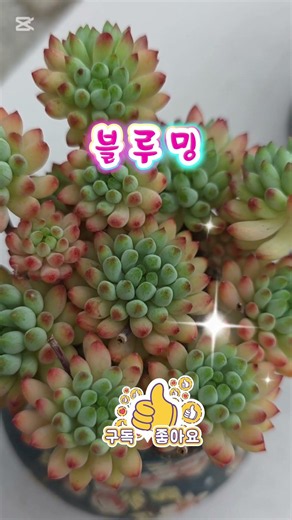 블루밍 #다육식물 #다육화분 #선인장 #아프리카식물 #코텍스