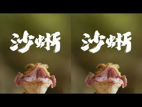 What kind of animals live on the Lili Plain? Don't be fooled by their single status; bullfrogs, s...