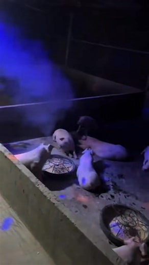 Nay tổ chức Year End Party sớm cho anh em trước khi lên đường làm nhiệm vụ Tết | Tiện ích Xanh Premium