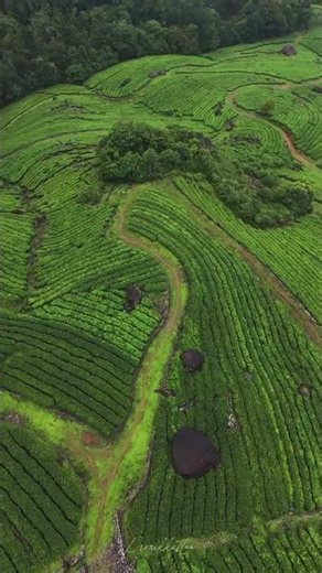 Munnar from Above 🌿 | Drone Views of Endless Tea Gardens | Grand Cliff Resort