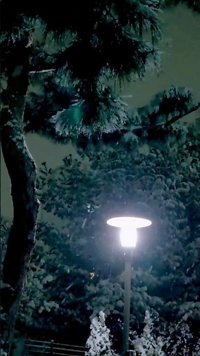 눈 그리고 소나무와 가로등 Quiet Snowy Night #눈내리는풍경 #자연한소리 #snow #풍경영상 #아름다운풍경
