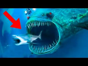 Los 7 Animales Mas Peligrosos del Mar 🦈 (Los mas peligrosos del Oceano)