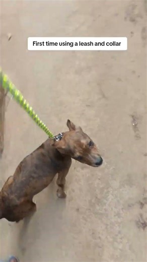 First time using a leash and collar on her and she is getting it.#americanbully #cutepuppu #doglover