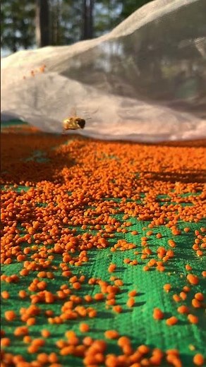 “From Hive to Dry Pollen 🐝 | Beekeeping Made Easy”