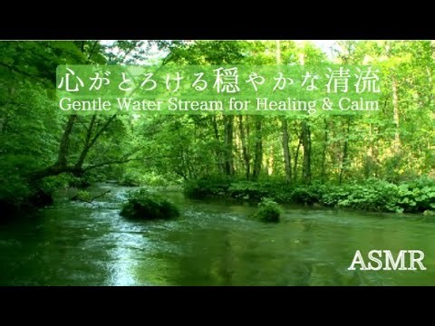 【Relax 癒しBGM】心がとろける穏やかな清流｜自然音｜ASMR｜Gentle Water Stream for Healing & Calm｜Stream Sounds