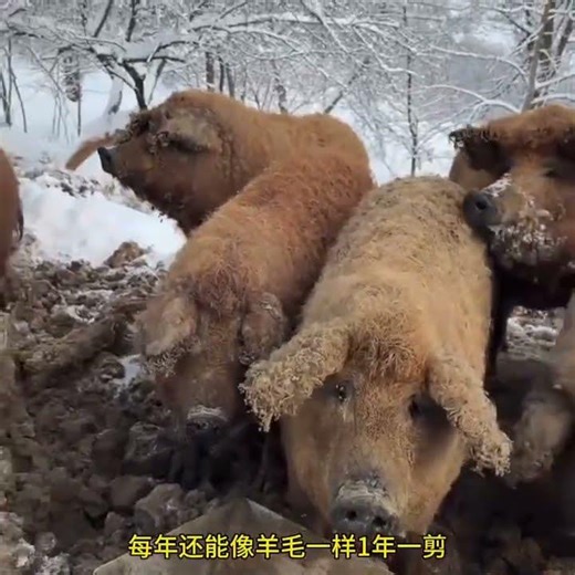 Surprise! Wool isn't just from sheep