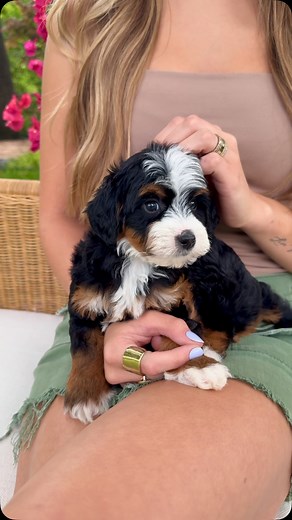 Namaste Bernedoodles | Meet the tiniest masterpiece! This micro mini Tri-Color Bernedoodle is all about squishy cuddles, perfect tan points, and big puppy dreams.... | Instagram