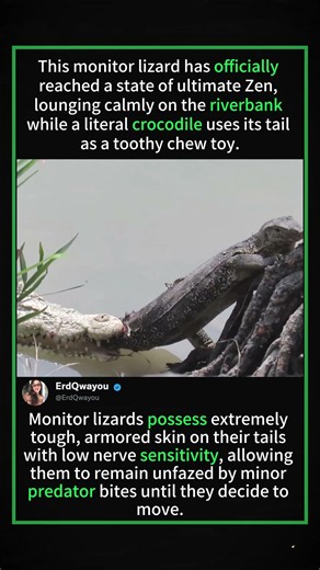 .Crocodile Bites Monitor Lizard's Tail... and He Just Chills! 😂🐊🦎#MonitorLizard #CrocodileBite