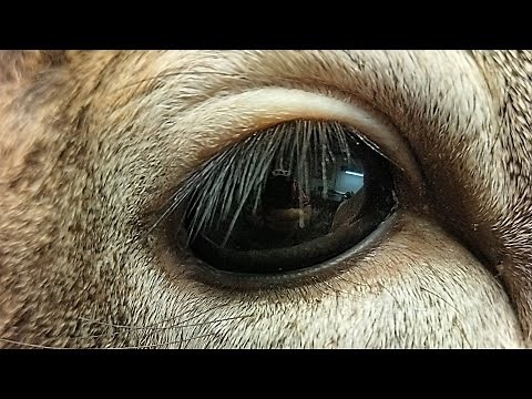 How to mount deer EYES!!! ***SUPER EASY WHITETAIL TAXIDERMY DETAIL SERIES***