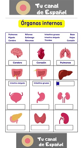 Easy Spanish for beginners: vocabulary for internal organs in Spanish #learn