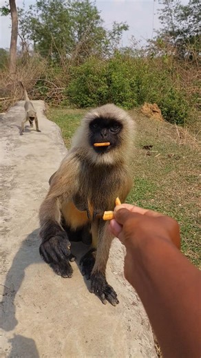 This Monkey Was Too Cool 😳🐒🔥!
