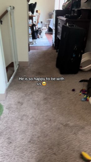 #catsoftiktok #kittensoftiktok #catintroduction #straycat #heartwarming #sickcat #capcut #heartwarming #mittensandboots #rescuestory #catrescue #mittensandboots