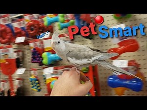 Peecko the Cockatiel Goes to PetSmart! 100 Subscriber Special!!