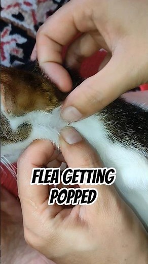 Cats + fleas = not friends. Fleas getting evicted! 🐱🚫🪳 #PetCare