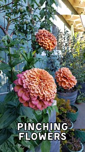 🤏🏼 Pinching back flower seedlings promotes stout, bushy growth ~ and more flowering branches! It also makes the plants less floppy, so they’re less likely to break or need additional support. Just pinch off the very center growing tip while the plants are still small. Dead heading (removing) spent blooms throughout the growing season also encourages more and more fresh flowers to come, extending beautiful bloom times. . This technique works for cosmos, zinnia, poppies, marigolds, bachelor butt