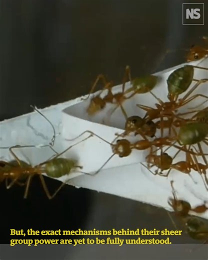 12K views · 56 reactions | Weaver ants are so efficient at pulling together as a team that if they were scaled up to the size of a guinea pig, they could compete with humans in a tug of war. Learn more: https://www.newscientist.com/article/2492076-these-ants-are-one-of-the-most-effective-teams-in-the-natural-world/ | New Scientist | Facebook