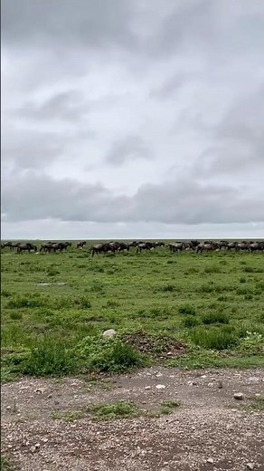 The gnu — nature’s great traveler across endless plains