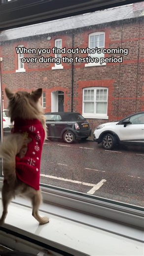 Festive Surprise for Robert the Chihuahua