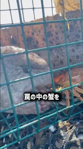 漁師は忌み嫌うが逃がしてもらえる生物、オオカミウオ！ #漁 #魚の不思議 #純愛 #衝撃映像 #釣り #海の怪物 #衝撃 #shorts #衝撃の事実