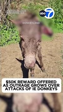 Outrage grows over brutal attacks of IE donkeys