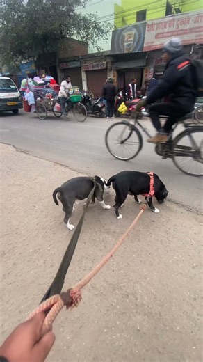 Pitbul dog @amanandbully #dog #dogs #dogshorts #doglove #dogowner #animal #animalshorts #anima s#el