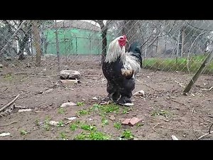 Hawk Alert by Rooster - Rooster Predator Alarm Call (brahma rooster) - aGRokota