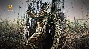 Con la ayuda de una pitón macho rastreada, los cazadores intentan dar con un grupo completo de serpientes invasoras. #AmosDelPantano | HISTORY