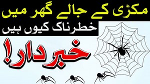 Makri ka Jala Spider Webs مکڑی کے جالے मकड़ी के जाले Hazrat Imam Ali as Qol Hadees Clip Mehrban Ali | Mehrban Shamsi