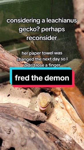 Understanding Leachianus Gecko Behavior and Care