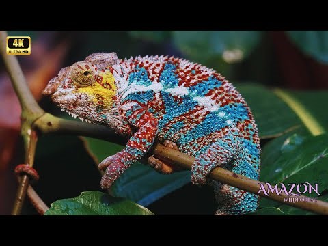 Amazon Rainforest Sounds 4K: Chill Out & Focus Deeply