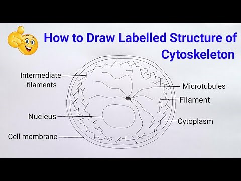 how to draw structure of cytoskeleton step by step in easy way | cytoskeleton