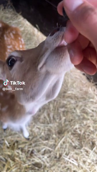 Daily dose of cuteness #deer #fawn #deertiktok #deertok #adorable #cuteanimals #blueberry #sillyanimals