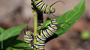 Colorful monarch butterfly caterpillars eating milkweed plants