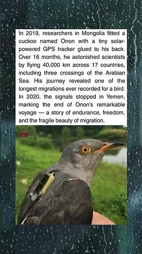 he Cuckoo That Flew 40,000 km — Onon’s Unbelievable Final Journey Across 17 Countries
