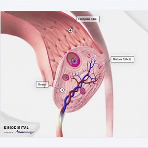 New 3D Content Thursday: Oocyte Retrieval Oocyte retrieval is a...