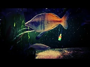 What Rainbowfish Should I Put in My Tank? My Favorite Rainbows for Every Tank Size!