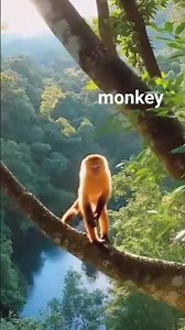 The monkey in its favorite habitat #animals