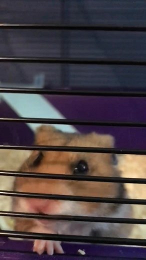 Rip. Woody you will be sadly missed. You were the only hamster a new that would try play with kipper cat. You were a brave boy right till the end we are glad to have you as part of our family and we will never forget you sleep tight woody ❤️❤️❤️😭😭😭 | Philip Ryan
