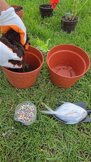 Eco Agriculture Lab on Instagram: "Check out this experiment where I buried fish in a pot to fertilize lettuce, and the results were amazing: they grew faster and stronger than with chemical fertilizer. #OrganicGardening #HomeGarden #UrbanFarming #NaturalFertilizer #GrowYourOwnFood #Lettuce #GardeningTips #Plants"