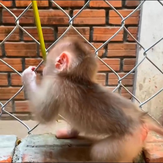 Adorable little monkey tries to climb the fence! 😅😁🐒 Part 4 | Baby Monkey Life