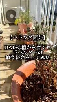 【ベランダ園芸】DAISO種のラベンダーを株分けして植え替えしてみた#ベランダ菜園 #ダイソー #ラベンダー#園芸初心者 #gardening #日常生活